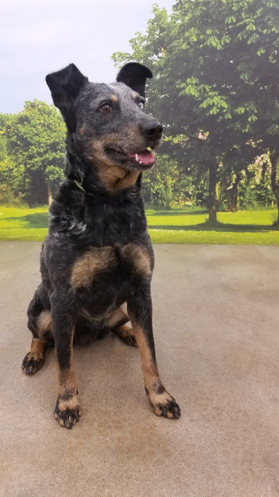 Adopt a friend: Olive Ann